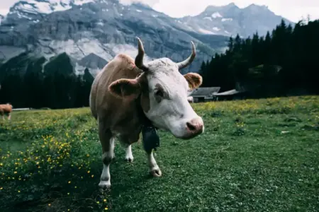 Пачатак швейцарскіх паездак: Купля вiньетки